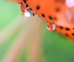 雨あがりのオニユリ。