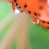 雨あがりのオニユリ。