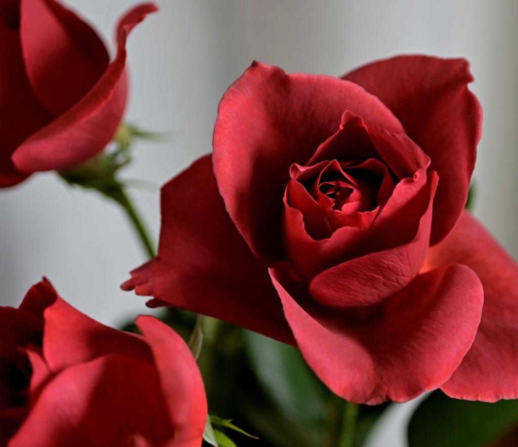 薔薇　Ｂlaｃk   Ｔea。