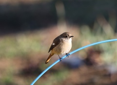 ジョウビタキ。