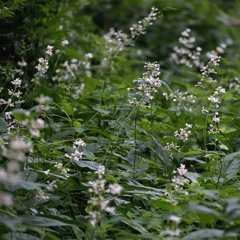 森林公園のヤブミョウガ。