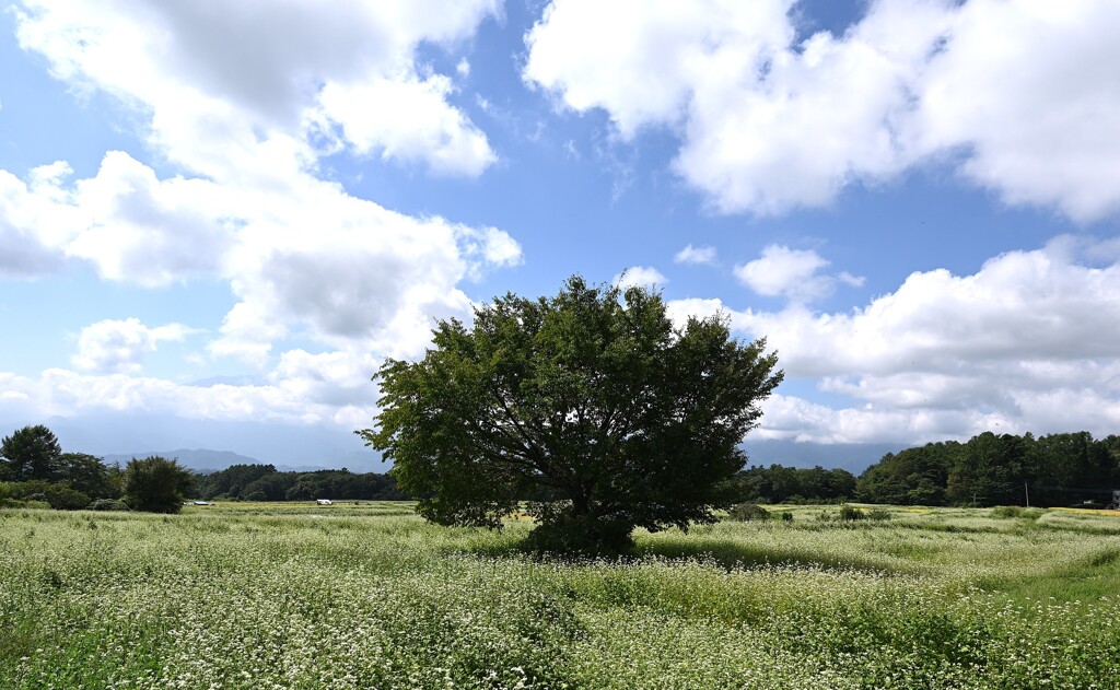 蕎麦畑①。