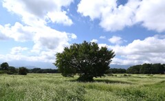 蕎麦畑①。