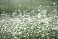 蕎麦の花。