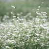 蕎麦の花。