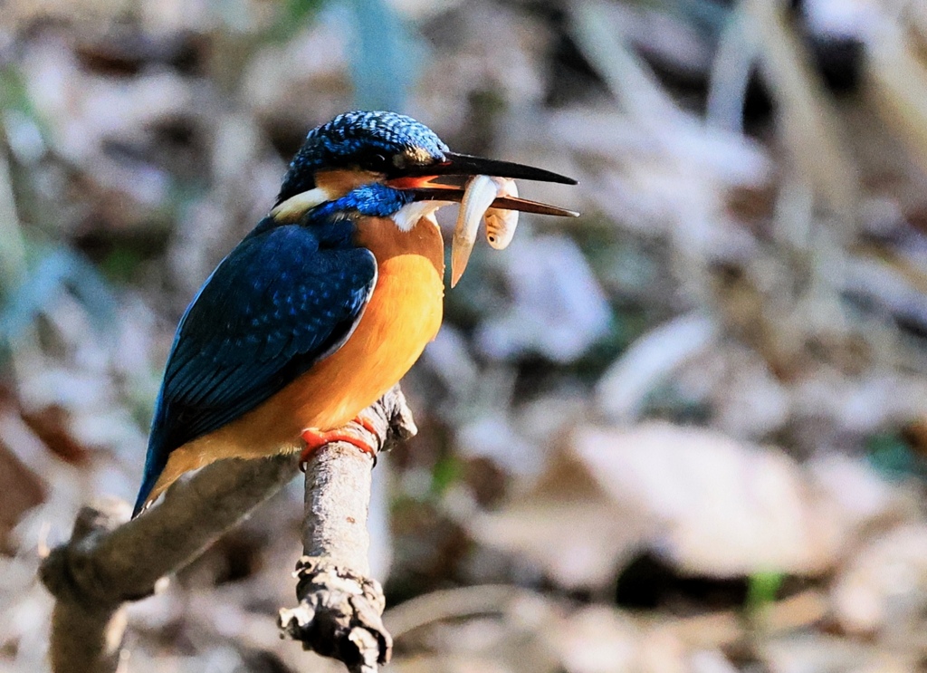 じっと待つ…。