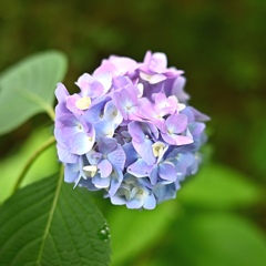紫陽花…東高根森林公園。