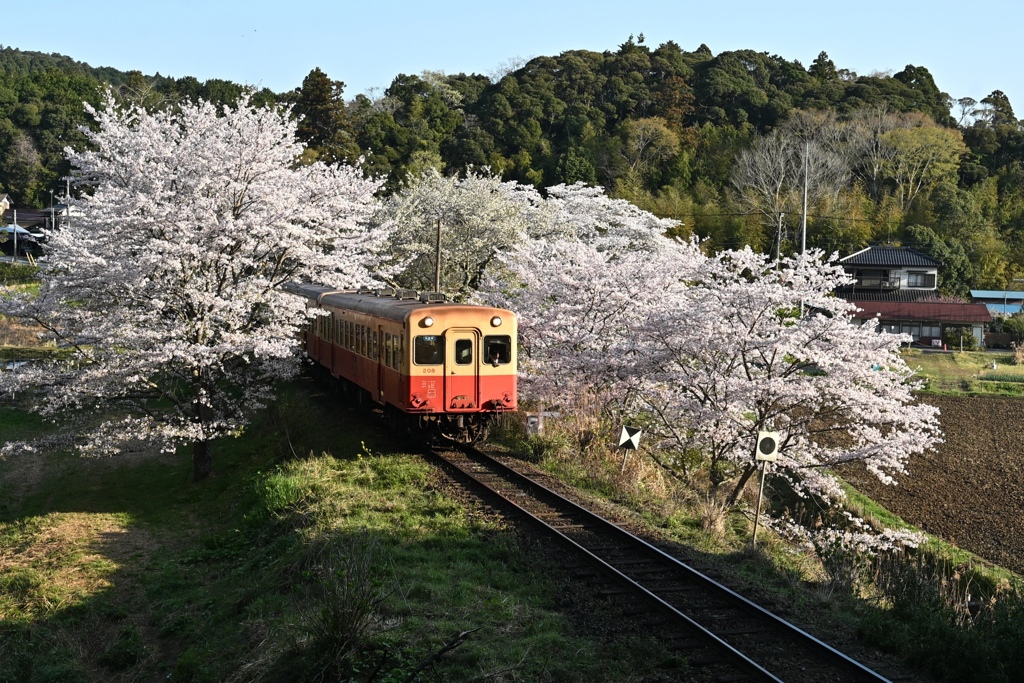 桜のトンネルを抜ける一番列車。