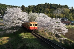桜のトンネルを抜ける一番列車。
