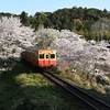 桜のトンネルを抜ける一番列車。