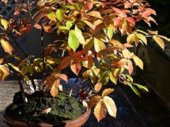 盆栽　コナラの紅葉。