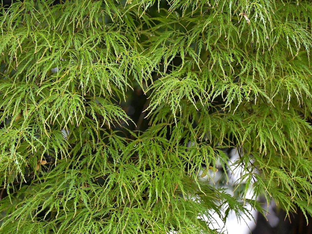 庭のモミジはまだまだ緑。