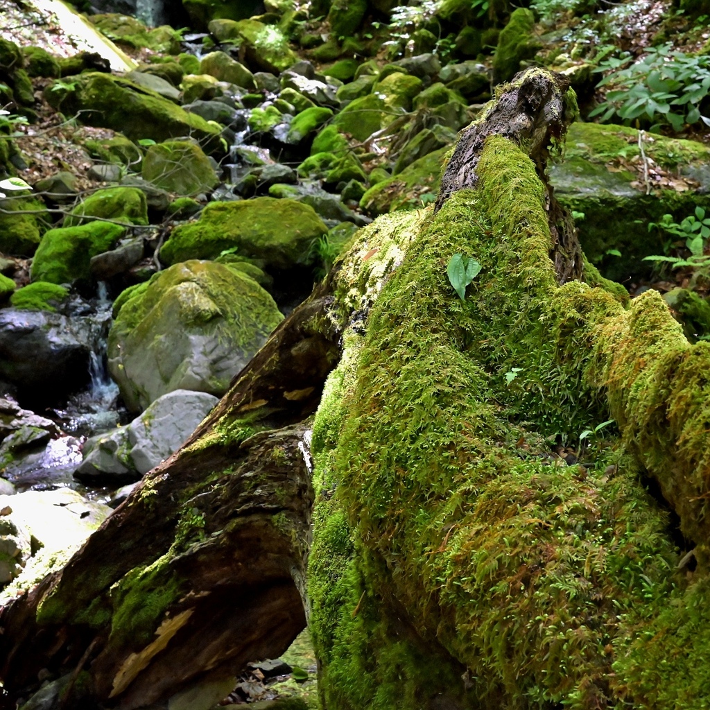 苔むす倒木、岩、清流（御岳山ロックガーデン）。