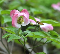 蜜蜂とハナミズキ。