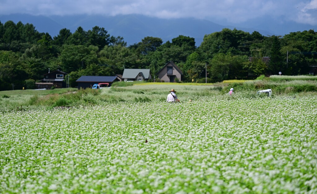 蕎麦畑②。