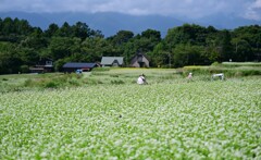 蕎麦畑②。