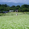蕎麦畑②。