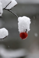 季節の盆栽①…雪帽子を被る老爺柿。