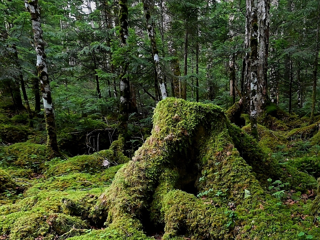 苔と原生林の北八ヶ岳白駒の森。