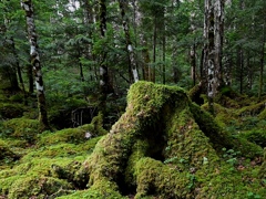 苔と原生林の北八ヶ岳白駒の森。