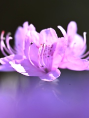 花芯。