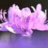 花芯。