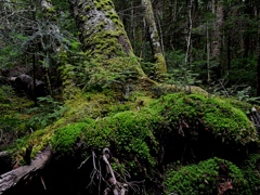 倒木に若木々（八ヶ岳苔の森）。