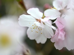 富士桜。