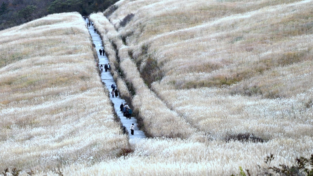 初冬のすすき野原。