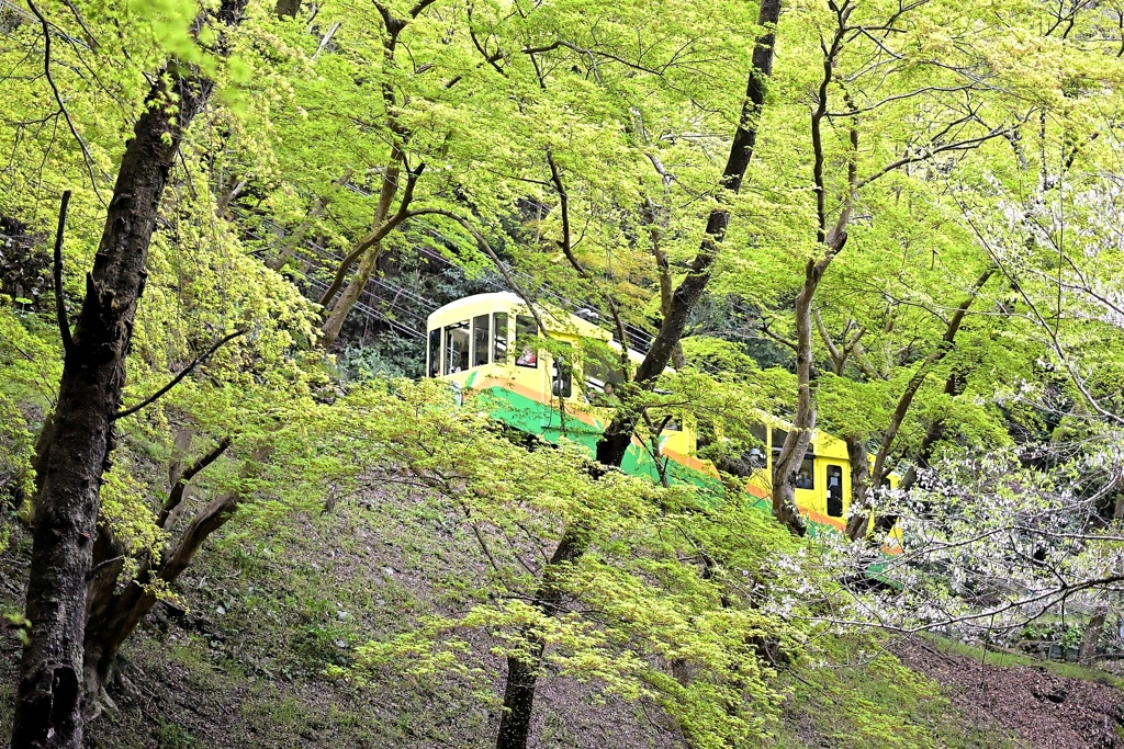 新緑，桜とケーブルカー（高尾登山電鉄）。