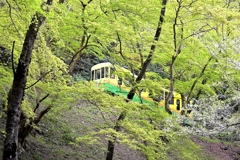新緑，桜とケーブルカー（高尾登山電鉄）。