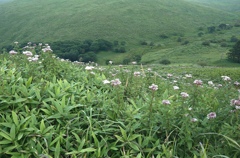 霧ヶ峰高原のお花畑。
