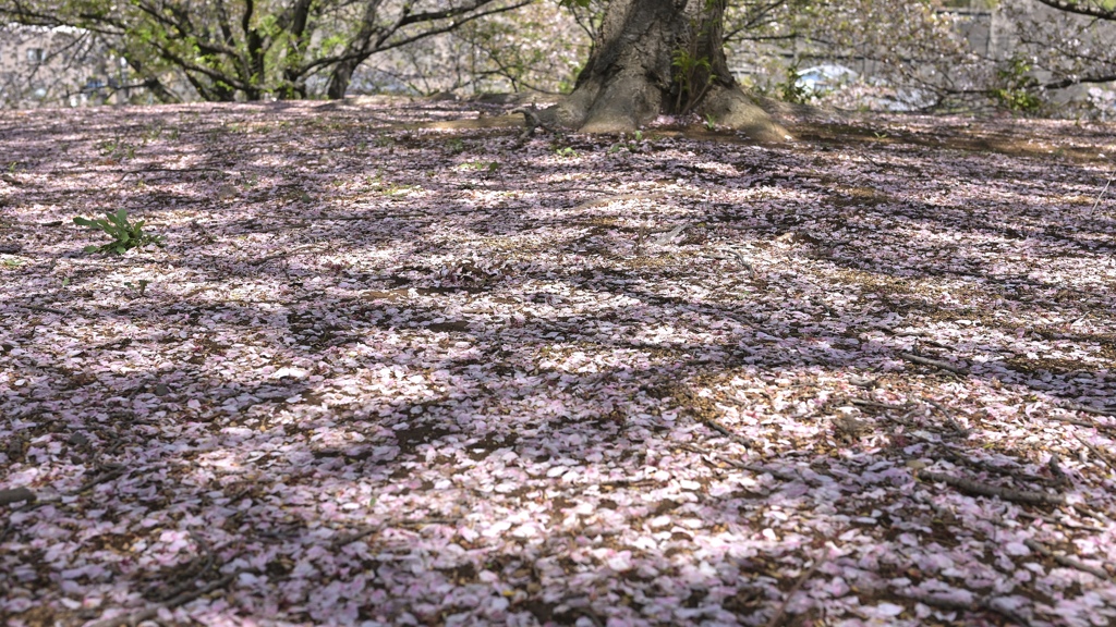 暴風雨の翌日は快晴。葉桜に！