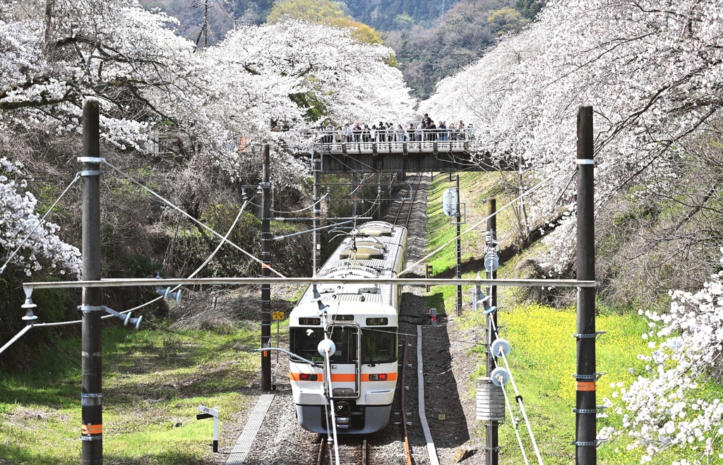 桜トンネルと御殿場線。