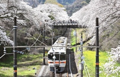 桜トンネルと御殿場線。