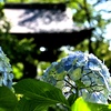 朝の紫陽花と鐘楼。