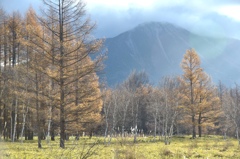 晩秋の小田代ヶ原。