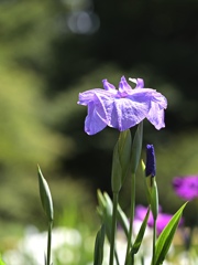 花菖蒲。