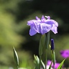 花菖蒲。