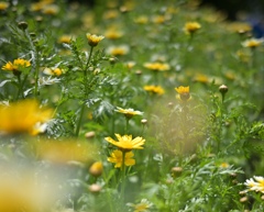 春菊畑の花。