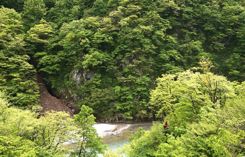 新緑が眩しい黒部峡谷。