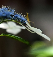 蟷螂生…カマキリの赤ちゃんと紫陽花