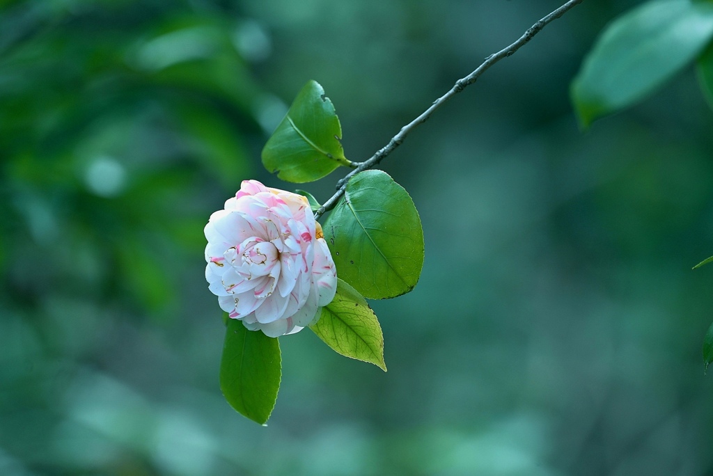 椿。
