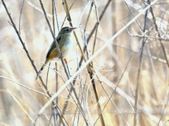 ぽかぽか陽射しのヨシ原に住むセッカ。