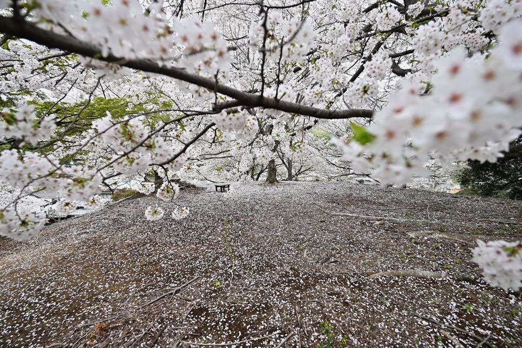 零桜（こぼれざくら）。