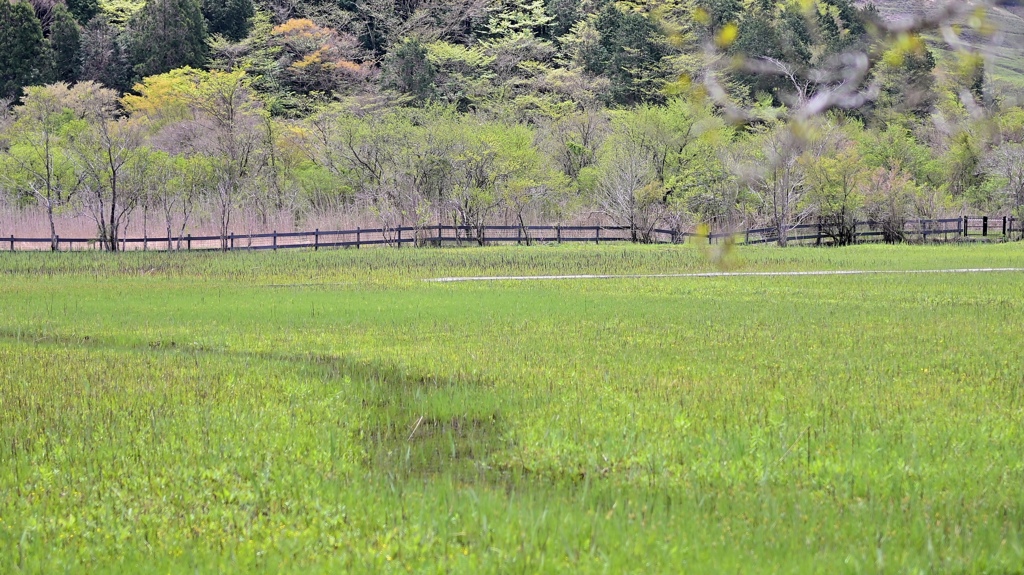 爽やかな湿原…。