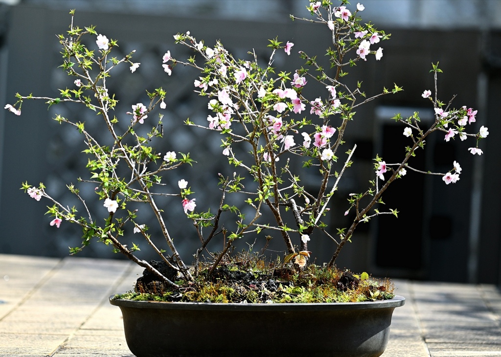 御殿場桜。