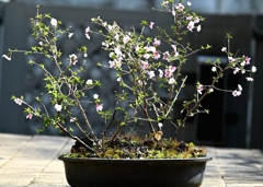 御殿場桜。