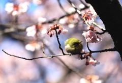 河津桜とメジロ。