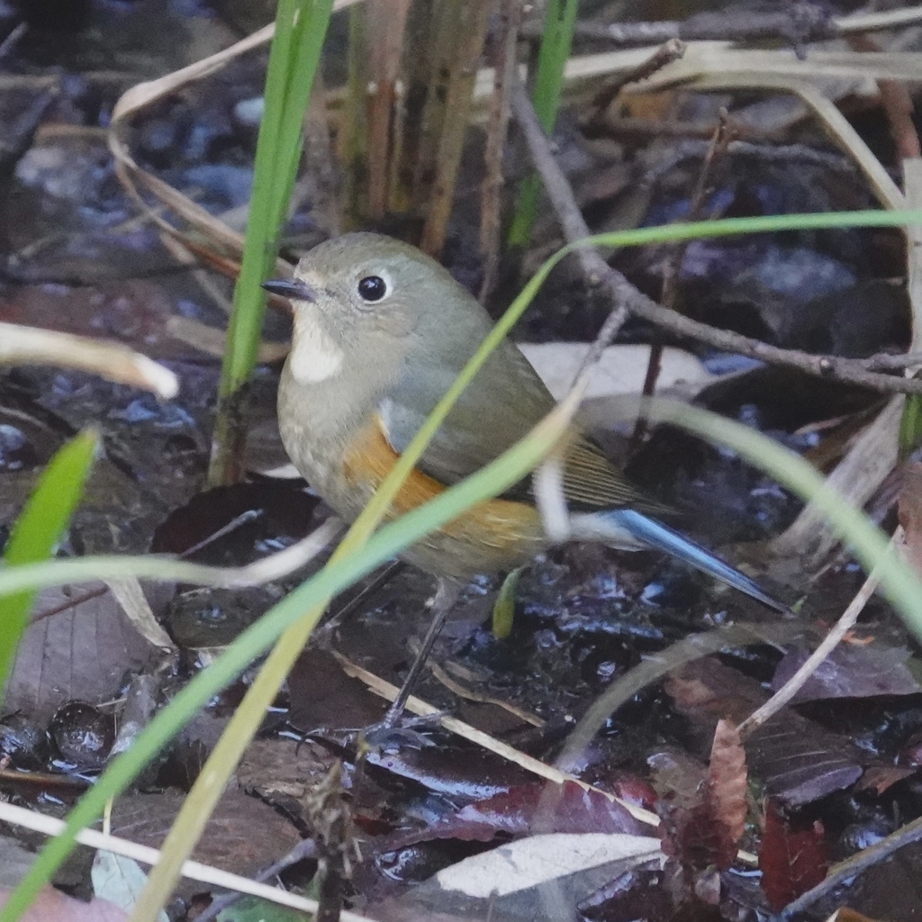 わたしもかわいい〜(^^)。